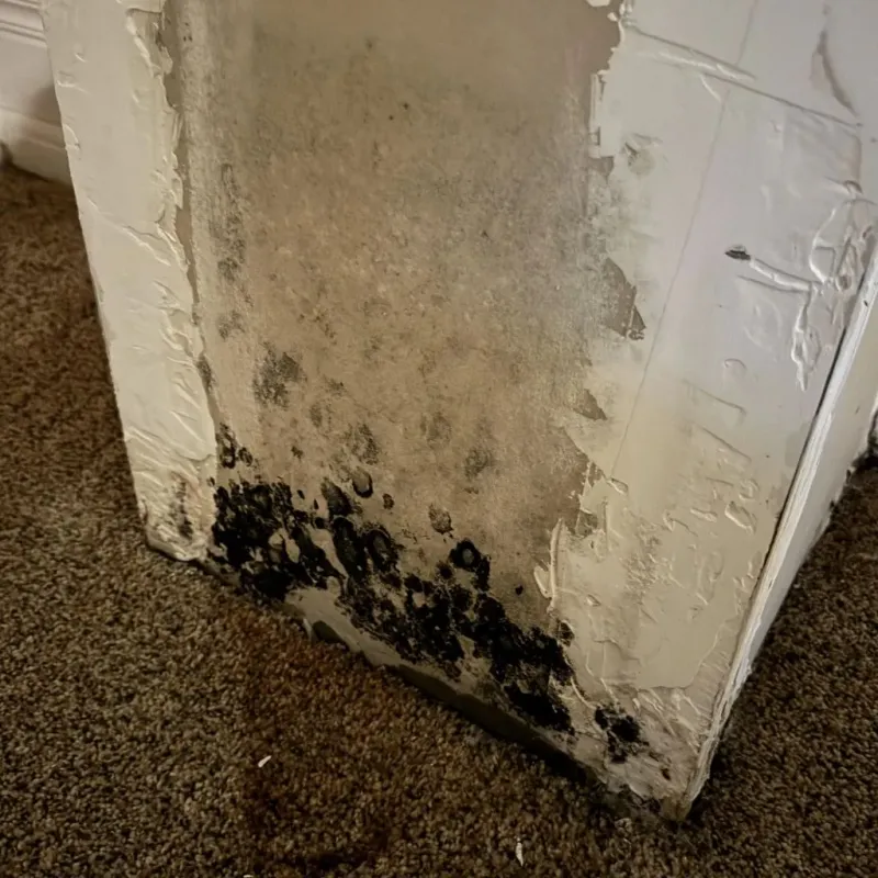 Professional Mold Removal in Bellaire, TX